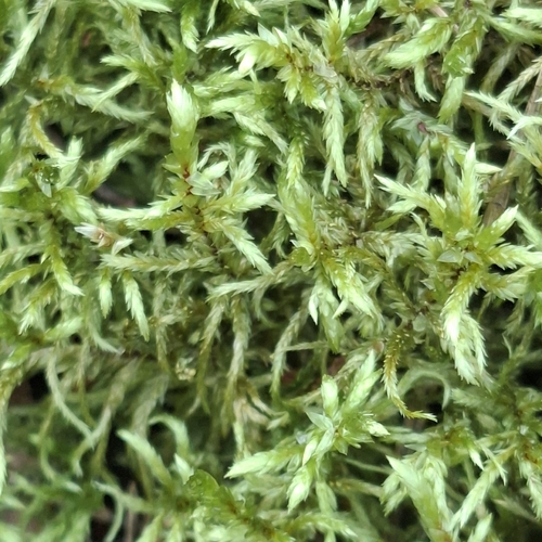 Red-stemmed Feather Moss
