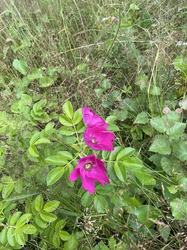 rugosa rose