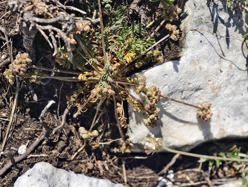 Trinia dalechampii, photograph 1