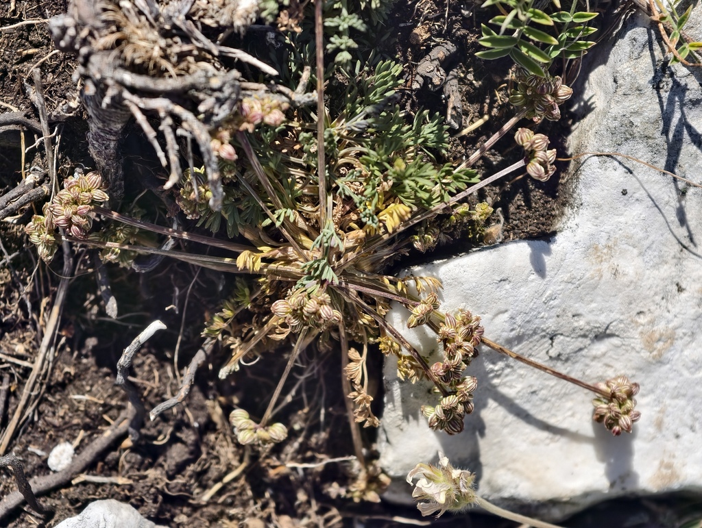 Trinia dalechampii; photograph (c) fmunoz, some rights reserved (CC BY)
