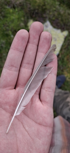 Plume de Grive draine
