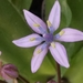 Portuguese Squill - Photo (c) Karim Haddad, some rights reserved (CC BY), uploaded by Karim Haddad