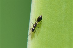 Franklinothrips vespiformis