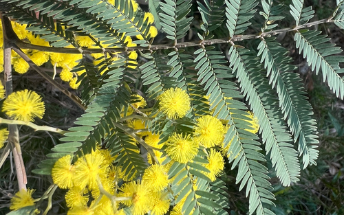 Acacia silvestris, 2026-07-27