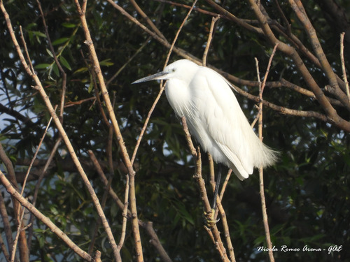 iNaturalist image