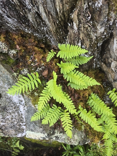 common polypody
