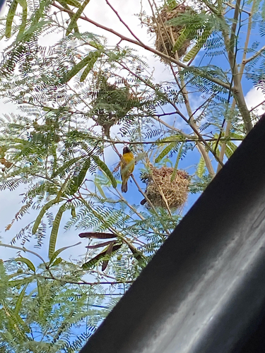Asian Golden Weaver