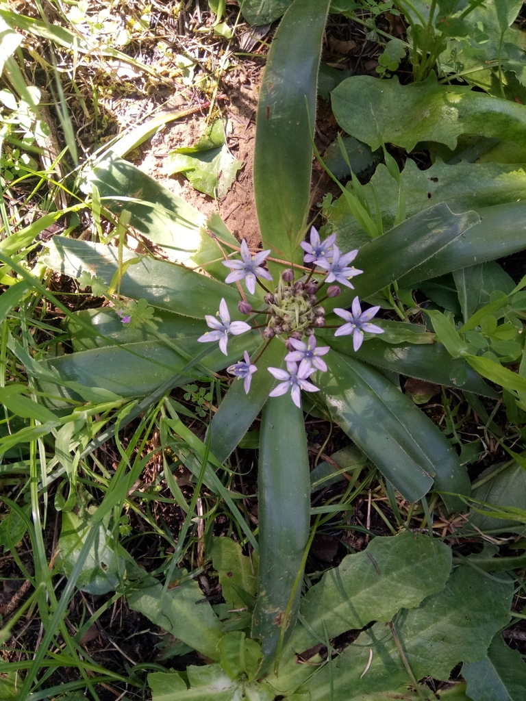 Portuguese squill