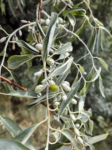 Russian olive