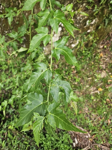 Rubus corchorifolius
