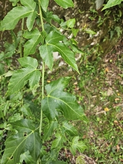 (c) Yu-Chang Chen, some rights reserved (CC BY) Rubus corchorifolius, photograph (c) Yu-Chang Chen, some rights reserved (CC BY)