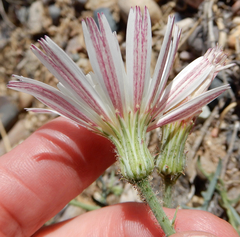 Calycoseris wrightii
