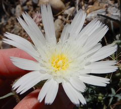 Calycoseris wrightii