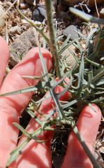 Calycoseris wrightii