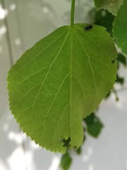 Polydrusus picus