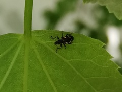 Polydrusus picus