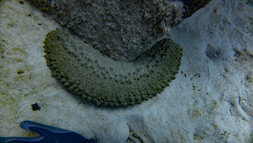 Herrmann's Sea Cucumber