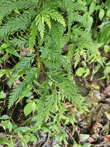 Selaginella delicatula, photograph 1