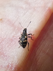 Polydrusus picus