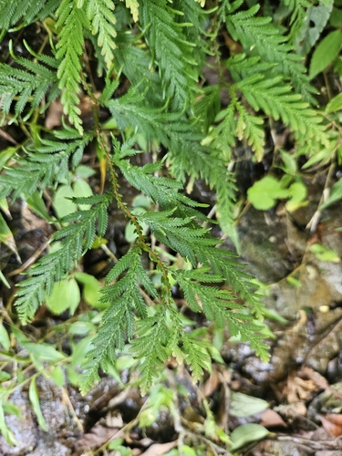 Selaginella delicatula, photograph 2