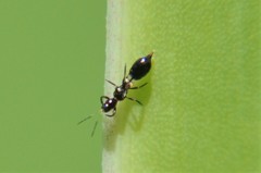 Franklinothrips vespiformis