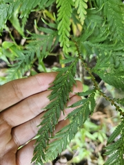 (c) Yu-Chang Chen, some rights reserved (CC BY) Selaginella delicatula, photograph (c) Yu-Chang Chen, some rights reserved (CC BY)