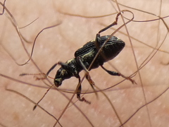 Polydrusus picus