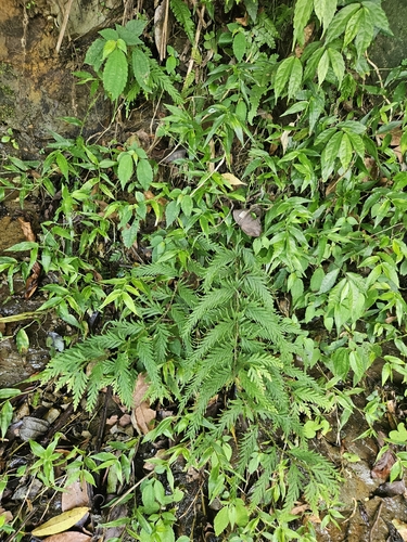 Selaginella delicatula, photograph 4
