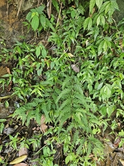 (c) Yu-Chang Chen, some rights reserved (CC BY) Selaginella delicatula, photograph (c) Yu-Chang Chen, some rights reserved (CC BY)
