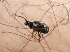 Polydrusus picus