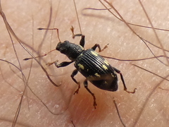 Polydrusus picus