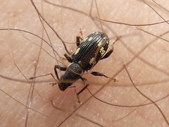 Polydrusus picus