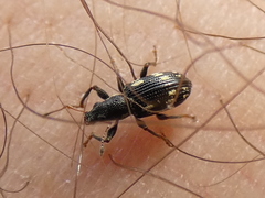 Polydrusus picus