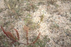 Reseda hookeri