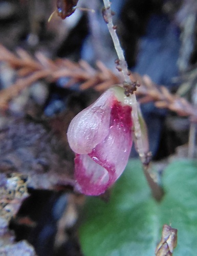 Corybas rotundifolius observed 2026-07-27