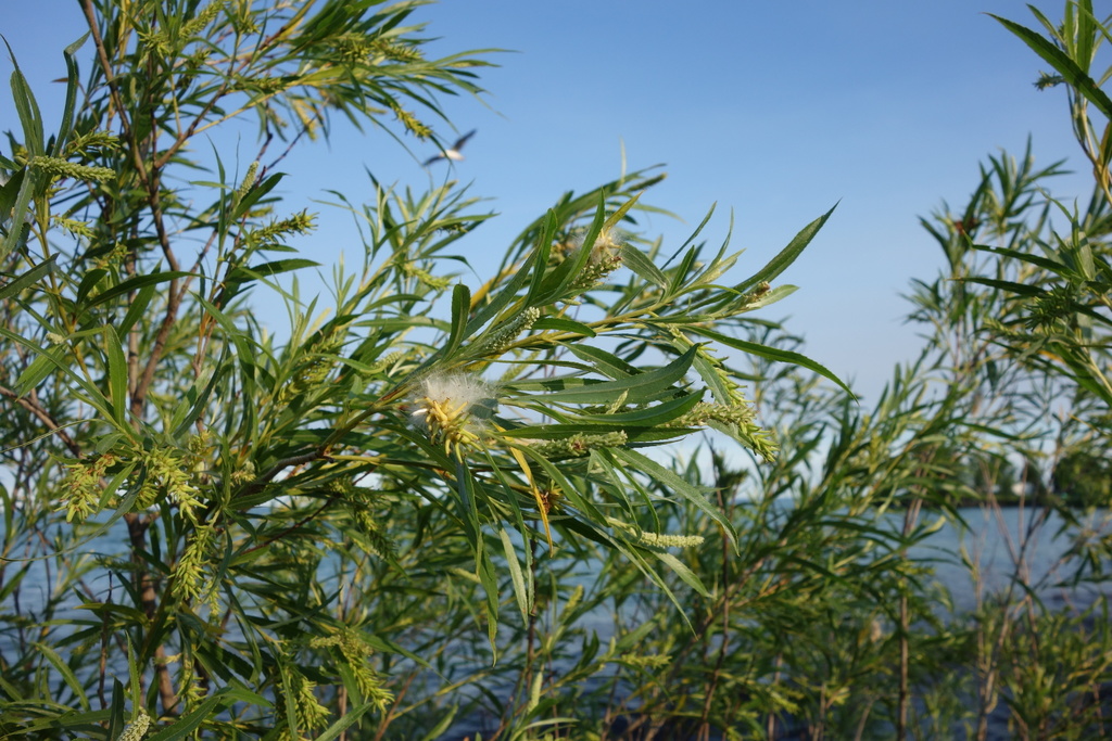 Longifoliae