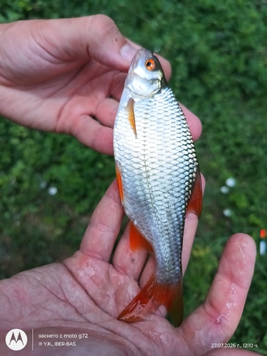 Common Roach