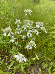 author not stated, no rights reserved Pycnanthemum albescens, photograph author not stated, no rights reserved