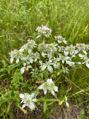 author not stated, no rights reserved Pycnanthemum albescens, photograph author not stated, no rights reserved