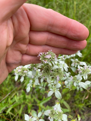 author not stated, no rights reserved Pycnanthemum albescens, photograph author not stated, no rights reserved
