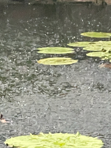 iNaturalist image