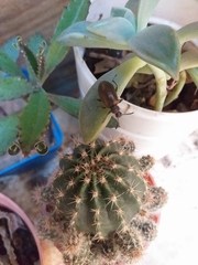 Lagria villosa