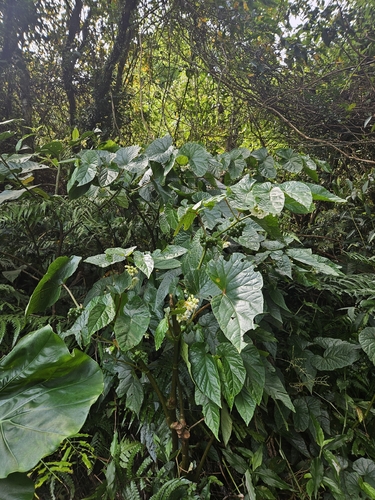 Begonia longifolia