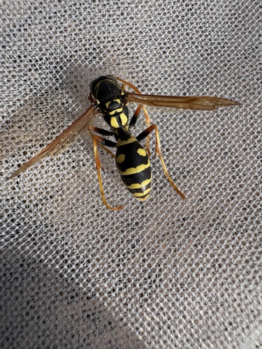 Asian Paper Wasp