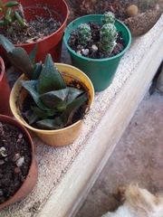 Lagria villosa