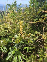 Rhododendron oldhamii