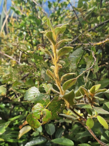 Rhododendron oldhamii, photograph 2
