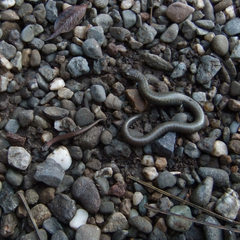 Batrachoseps gavilanensis