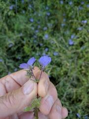 Pholistoma auritum auritum