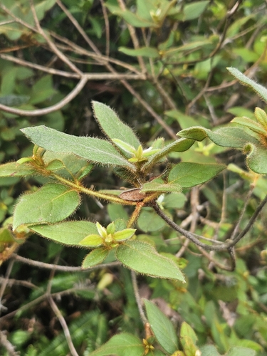 Rhododendron oldhamii, photograph 3